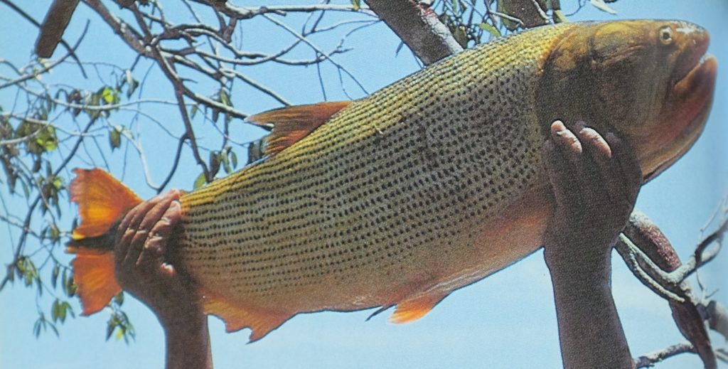 開高健と怪魚ハンター武石憲貴のドラド釣りに学ぶ釣りの醍醐味
